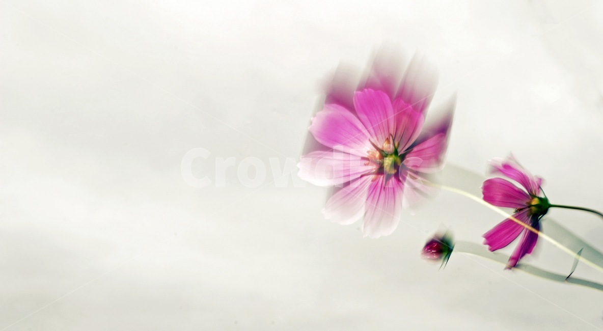 꽃,풍경,식물,바람,코스모스,식물,자연,plants,nature,꽃,flower