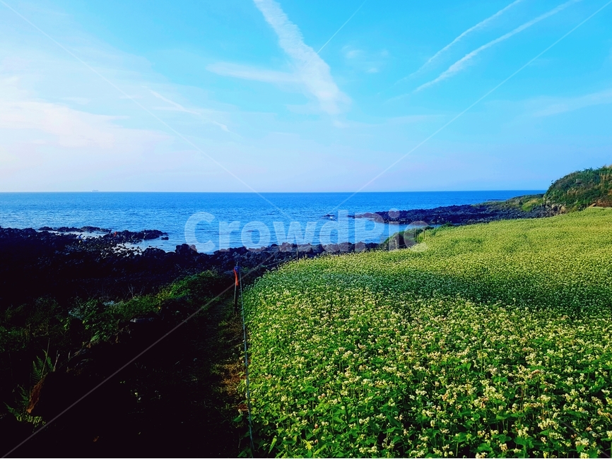 하늘,구름,해안가,매밀,매밀밭,밭길,돌담,해안길,바다,바닷가,제주,제주도,수평선,물,돌길,곡선,돌,석회암,길,파란색,검정색,자연,자연,풍경,nature,landscape,한국자연풍경,한국자연경관,korea nature landscape,제주도,jeju,jeju island,outdoors,옥외