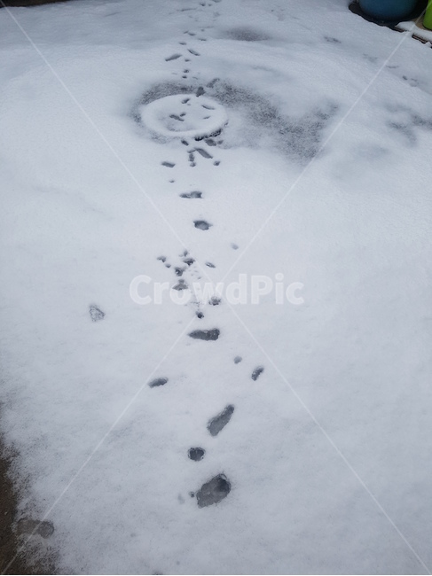눈,겨울,흰색,하얀색,첫눈,눈오는날,winter,white,pink,snow,flower,green,눈밭,눈길,발자국,겨울,계절,winter,season