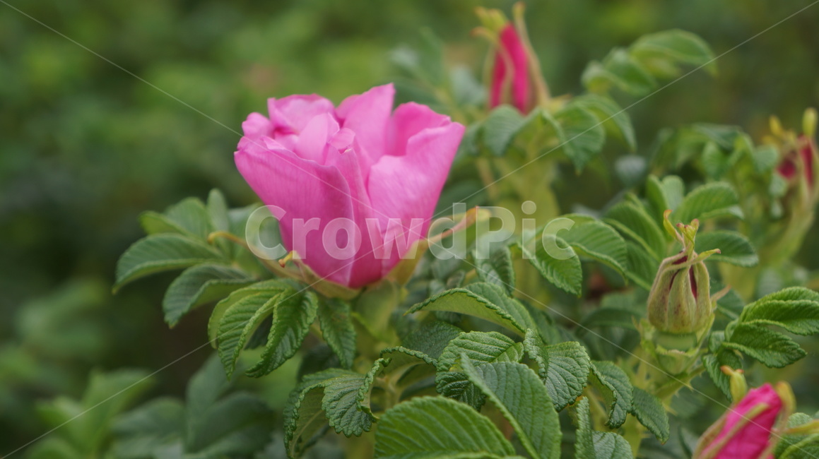 blossom,꽃,plant,식물,flower,해당화