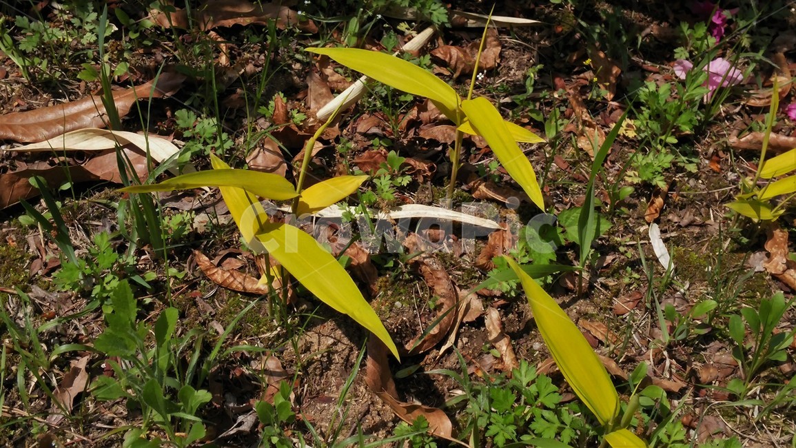 노랑무늬사사,pleioblastus속,여러해살이풀,노랑줄무늬사사,난쟁이조릿대,식물,자연,plants,nature