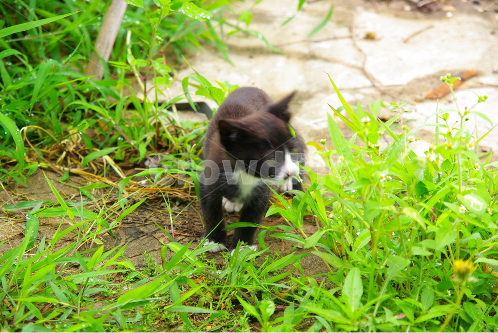 새끼고양이,고양이,귀여운고양이,들고양이,검은고양이,동물,animal,포유류,mammal,고양이,cat,kitten,kitty