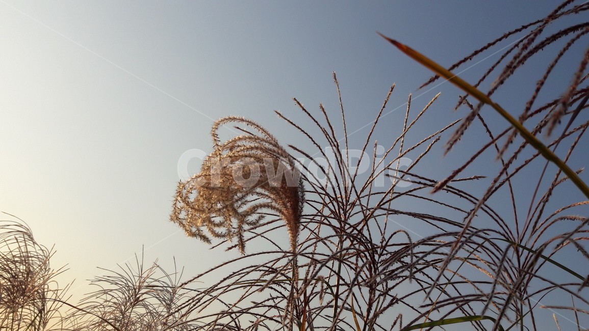 가을,갈대,하늘,붉은,저녁놀,가을,계절,fall,autumn,season,식물,자연,plants,nature,plant,grass,잔디,lawn,reed