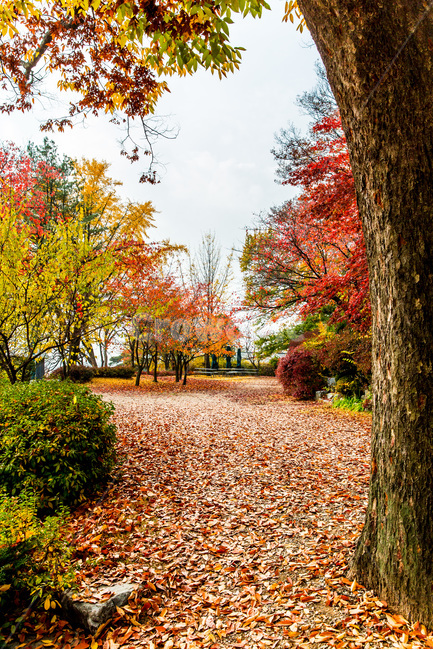 가을,낙엽,단풍,동화,풍경,힐링,산책로,감성,가을,계절,fall,autumn,season,자연,풍경,nature,landscape,tree,나무,plant,식물,maple,leaf,잎