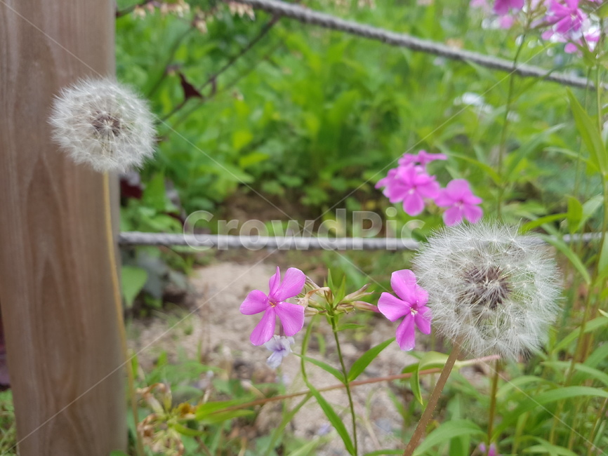 꽃,자연,민들레,풍경,보라꽃,봄,길