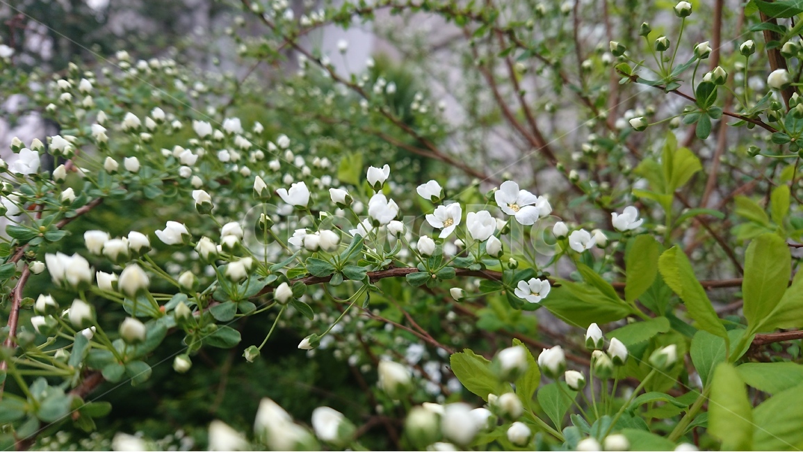 꽃,봄꽃,흰꽃,싸리꽃,조팝나무,조팝나무꽃,수수함,도심속,봄,계절,spring,season,식물,자연,plants,nature,꽃,flower,plant,blossom