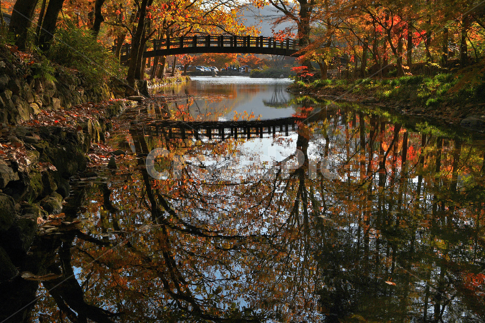 식물,나무,물,낙엽,자연,가을,계절,fall,autumn,season