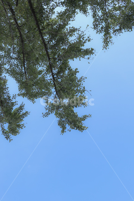 plant,식물,tree,나무,하늘,sky,blue,green