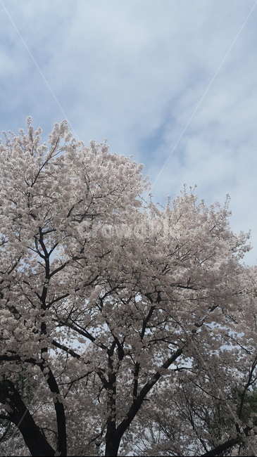 하늘,벚꽃,희망,만개,봄,봄,계절,spring,season,자연,풍경,nature,landscape,plant,식물,flower,꽃,blossom