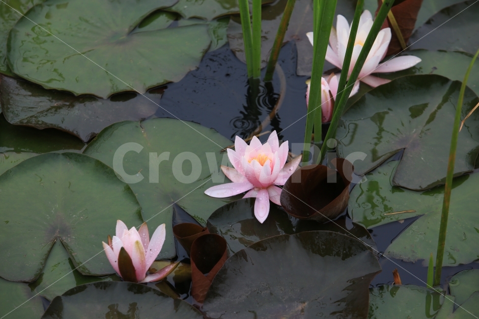 연꽃,연잎,비,청초,분홍,식물,자연,plants,nature,꽃,flower