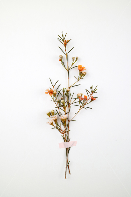 꽃,식물,꽃송이,왁스플라워,배경,백그라운드,꽃봉오리,flower,nature,flora,background,꽃,flower