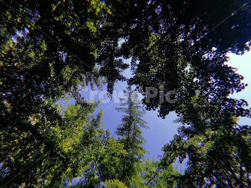 필름카메라,나무,숲,여름,녹색,하늘,하늘색,파랑,초록,자연,naturelandscape,색깔,색상,색채,색감,colorsense,color,sensitivity,feelingofcolor,공원,감성,숨겨진,맑은날,배경