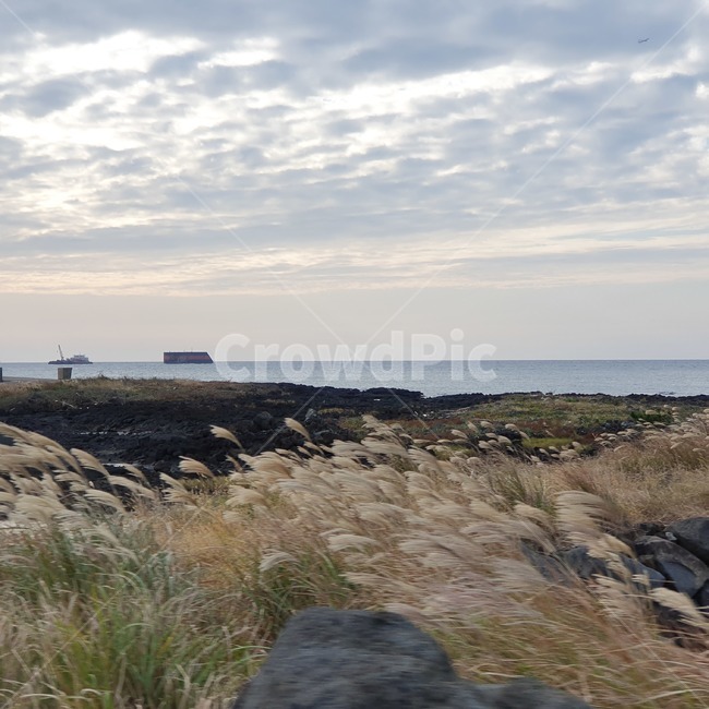 plant,식물,grass,잔디,building,건물,architecture,갈대,바다뷰,ocean,view