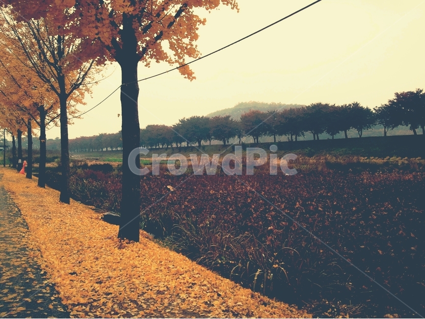 은행나무,안동,하회마을,길,비오는날,가을,계절,fall,autumn,season,자연,풍경,nature,landscape,tree,나무,plant,식물