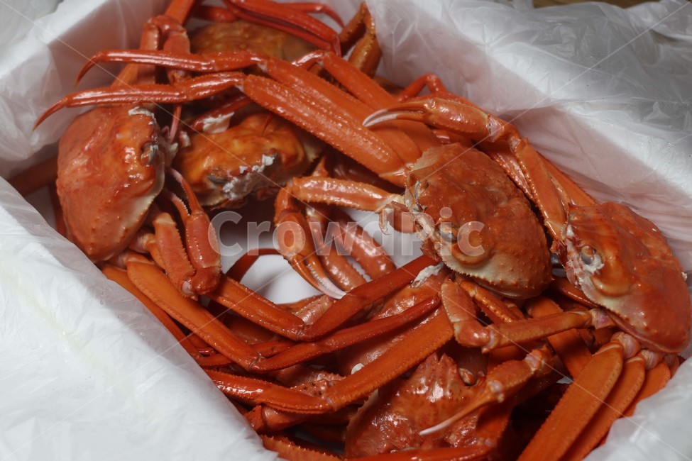 홍게,대게,음식,해양생물,crab,음식,식재료,요리,food,cook,meal,dishes,food reserves,수산물,해산물,fishery products,seafood