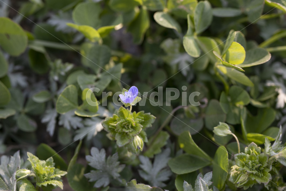 plant,식물,blossom,꽃,flower