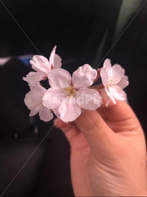 봄,벚꽃,꽃,spring,cherryblossoms,봄,계절,spring,season,plant,식물