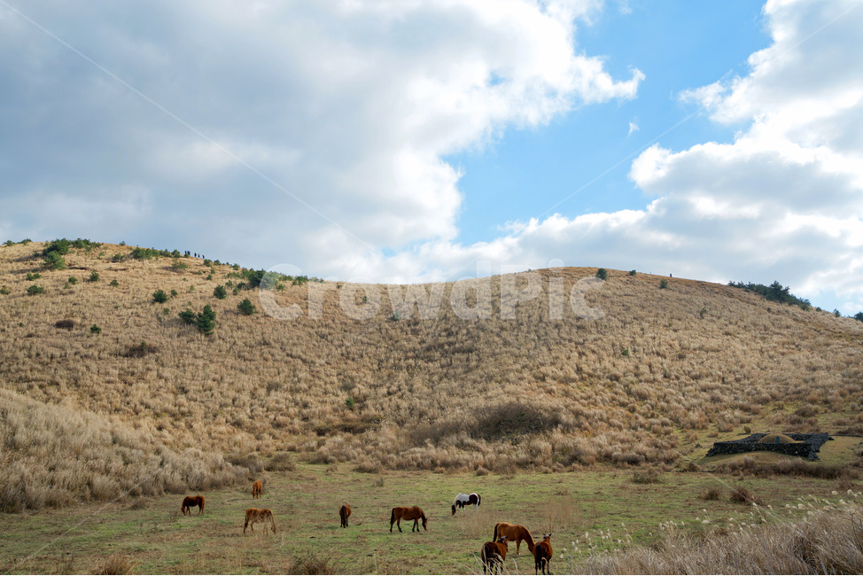 제주,말,오름,용눈이오름,구름,풍경,겨울,자연,풀,하늘,동물,자연,풍경,nature,landscape,한국자연풍경,한국자연경관,korea nature landscape,제주도,jeju,jeju island,동물,animal,포유류,mammal,산업,industry,industrial,목축업,목장,livestock farming,ranching,pasture,outdoors,옥외,field,들,grassland,목초지,cattle,가축,cow,소