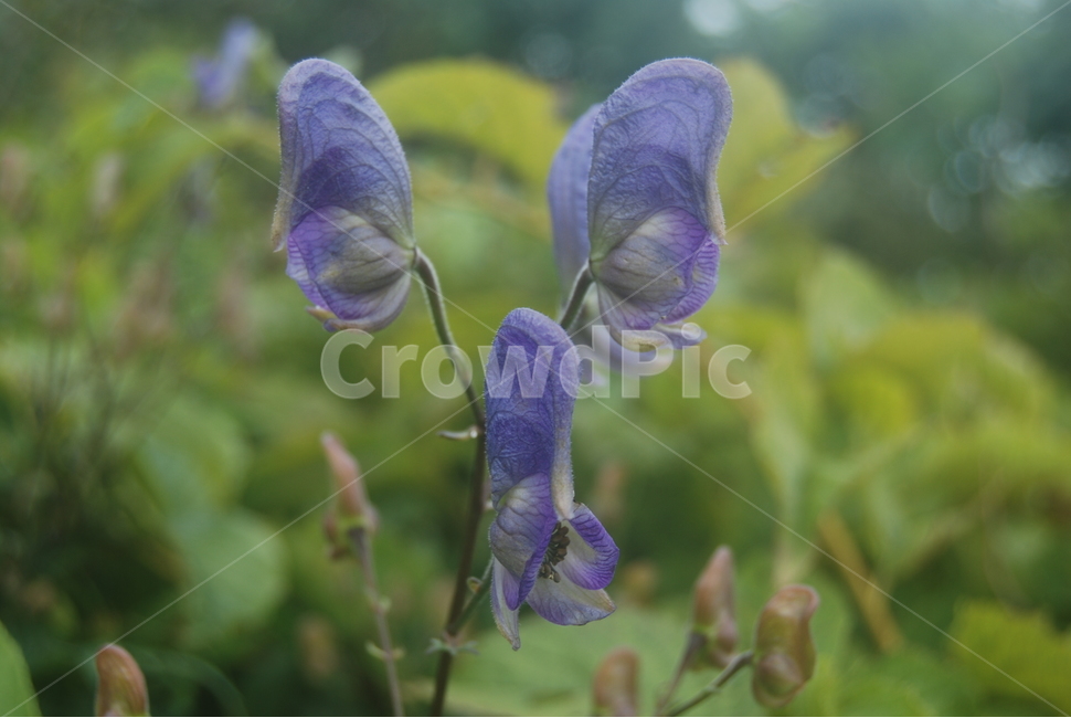 함백산,정선군,야생화,100대명산,자연,식물,자연,plants,nature,꽃,flower