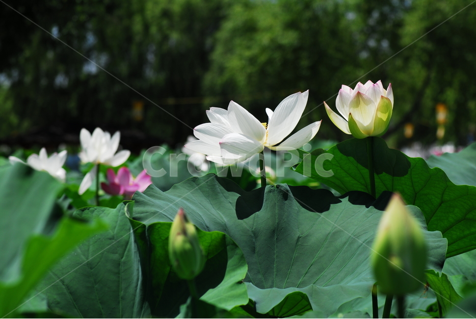 꽃,연꽃,궁남지,불교,여름,식물,자연,plants,nature,꽃,flower