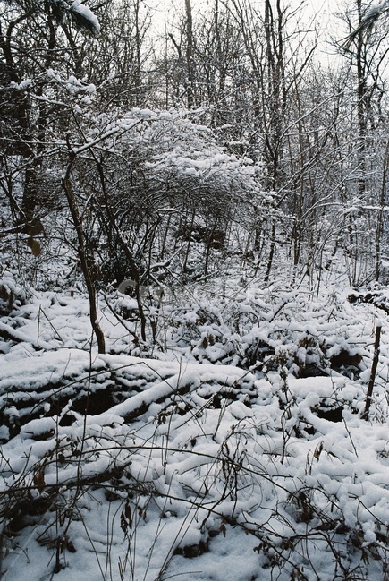 나무,자연,눈,겨울,tree,nature,snow,snowy,winter,산,mountain,forest,삼림지,초목,숲,ice,빙,blizzard