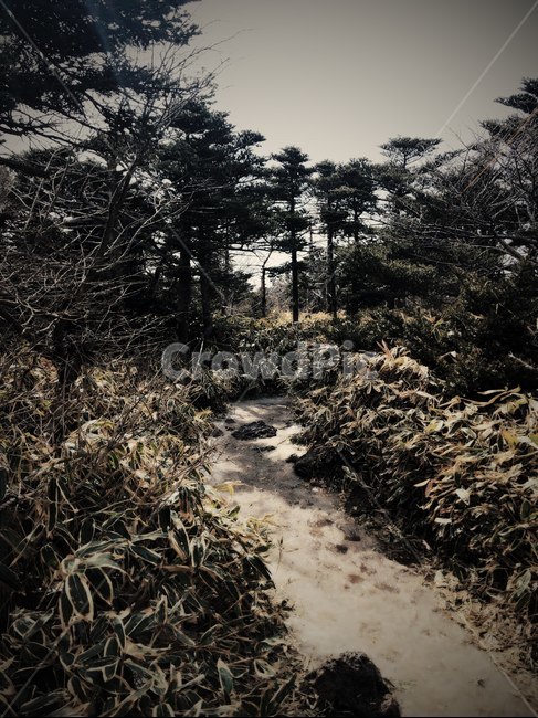 자연,나무,바위,감성,이국적,풀,숲,산,자연,풍경,nature,landscape,tree,plant,식물,ground,바닥,fir,전나무