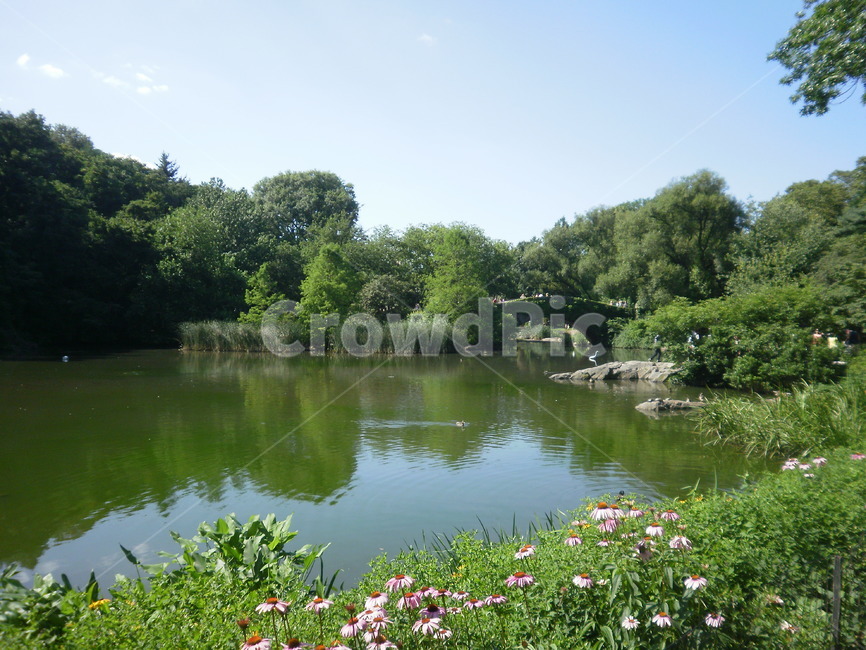 자연,pond,못,outdoors,nature