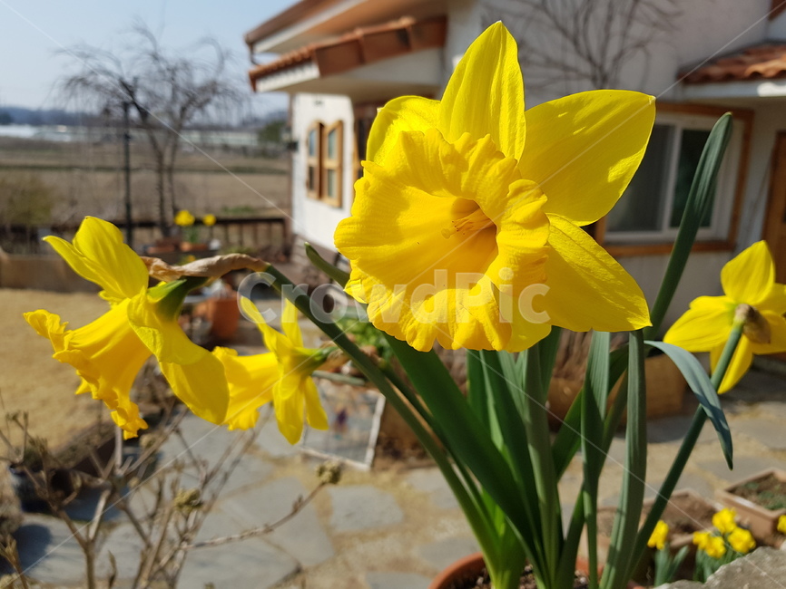 plant,식물,flower,blossom,꽃