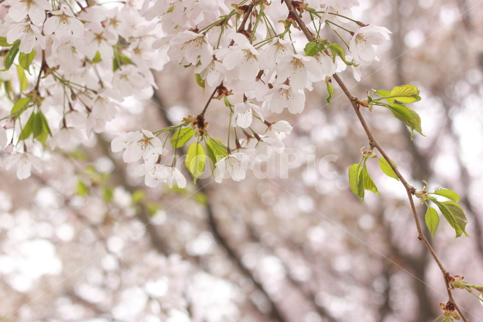 plant,식물,벚꽃,봄,꽃,flower
