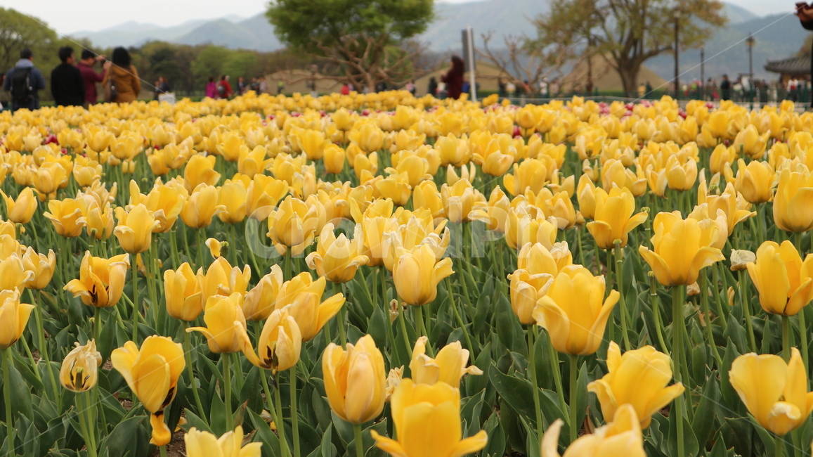 꽃,튤립,flower,감성사진,꽃밭