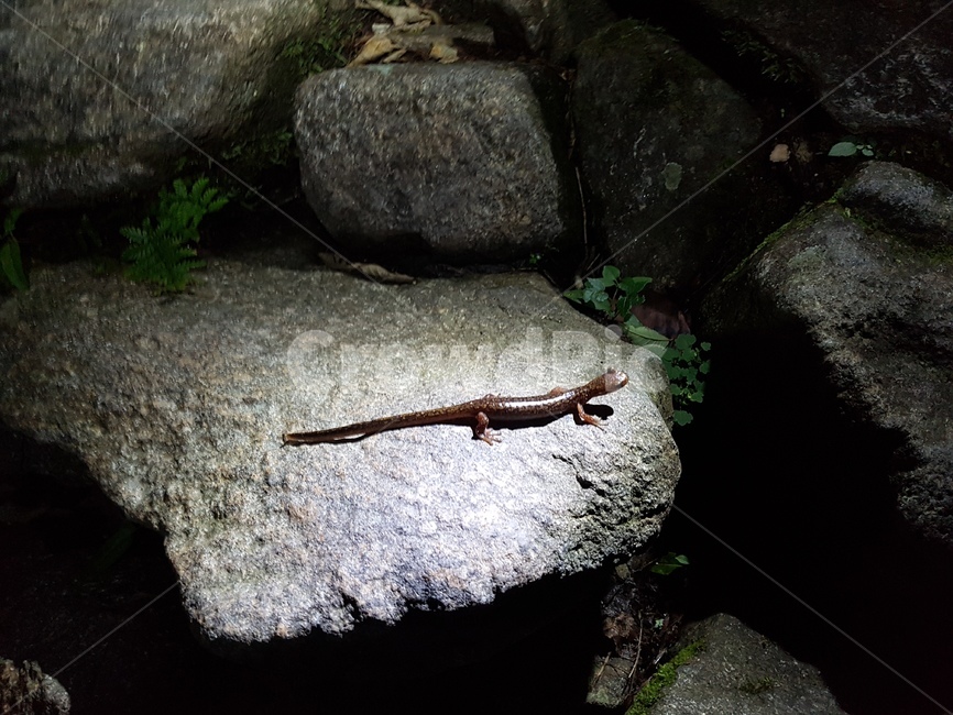 도롱뇽,지리산,야간산행,동물,파충류,동물,animal,파충류,양서류,reptile,amphibian
