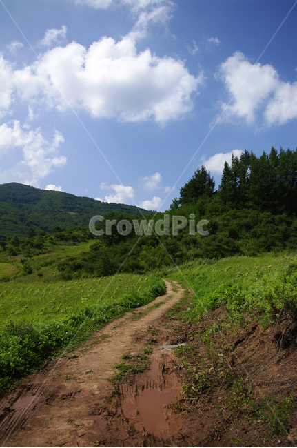 구름,식물,길,하늘,풍경,plant,흙길,자연,nature,자연,풍경,nature,landscape