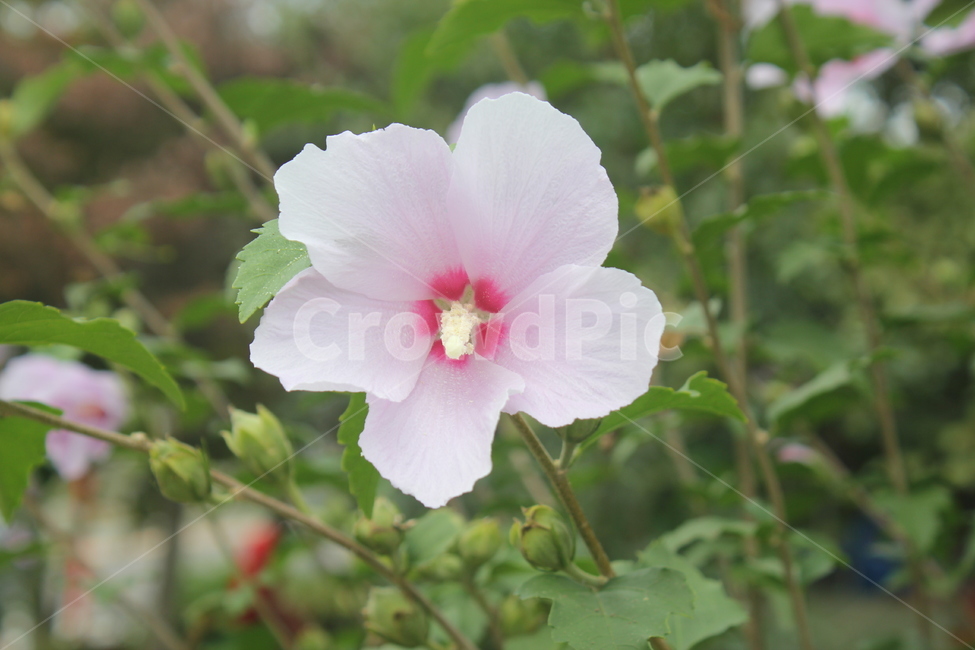 무궁화,식물,plant,꽃,flower,blossom,식물,자연,plants,nature,꽃,flower