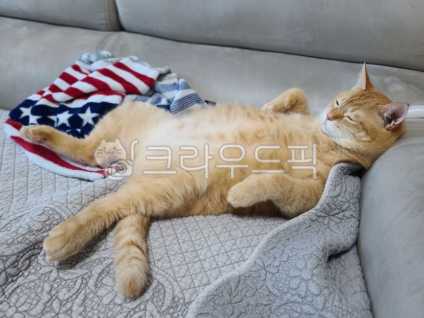 Pets,cat,animal,fat cat,mammalia,sleeping