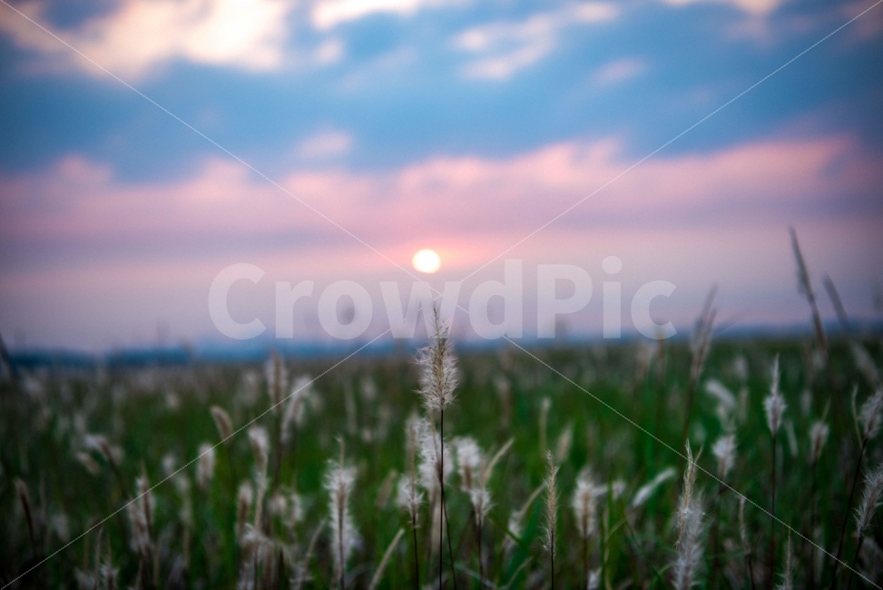 수섬,삘기꽃,화성,일출,풍경,자연,풍경,nature,landscape,식물,plants,감성,sensible,feeling,grass,잔디,plant,lawn
