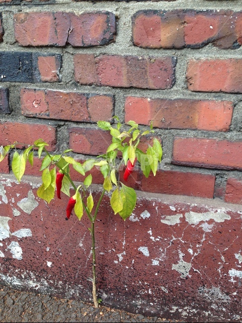 생명력,고추나무,빨간고추,자연,벽돌,식물,자연,plants,nature