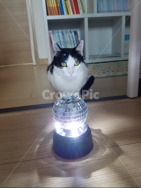 고양이,냥이,미러볼,검정색,흰색,검은색꼬리,cat,mirrorball