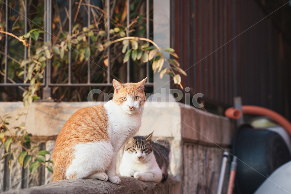 rest,Meow,young,Korean Shorthair,kitten,stray cat,mammal,cat,nose short,animal,butler,alley,mammalia,pet