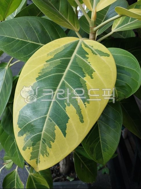 ficusbenghalensis,벵갈고무나무,반얀트리,banyan,banyanfig,banyantree,고무나무,공기정화식물,eastindianfigtree,나무