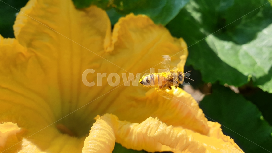 꿀벌,꽃가루,곤충,호박꽃,bee