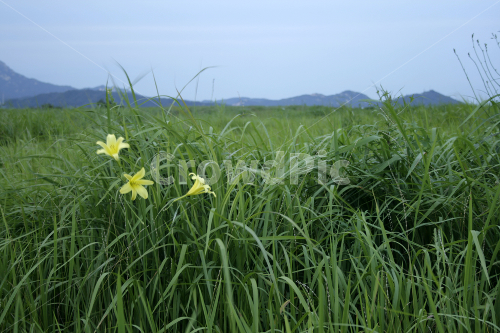 식물,flower,plants,nature,꽃,꽃봉오리,억새,풀,식물,자연,plants,nature,꽃,flower