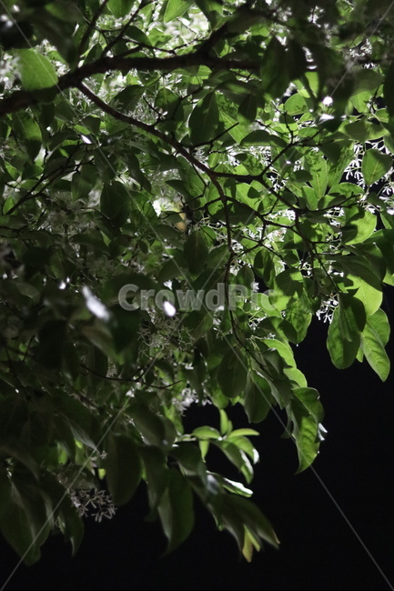 이팝나무꽃,밤,흰색,쌀모양,봄,야경,밤,풍경,nightscape,night,landscape,식물,자연,plants,nature