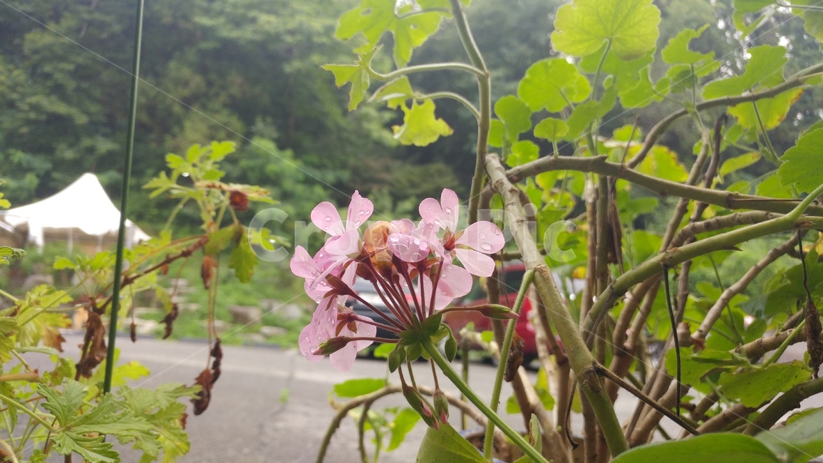 꽃,식물,자연,flower,나무,풍경,plant