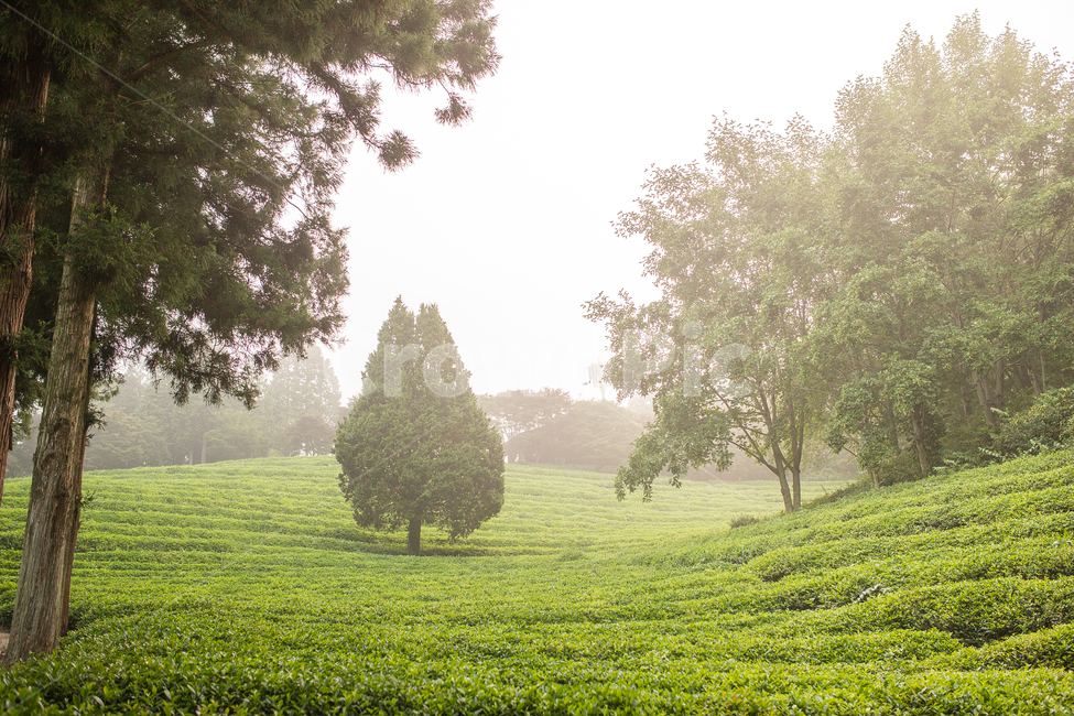 보성다원,녹차밭,일출,보성녹차밭,보성녹차,녹차,아침다원,다원의아침,녹차밭의아침,안개낀다원,안개,자연,풍경,nature,landscape,한국자연풍경,한국자연경관,korea nature landscape,tree,나무,plant,식물,outdoors,옥외