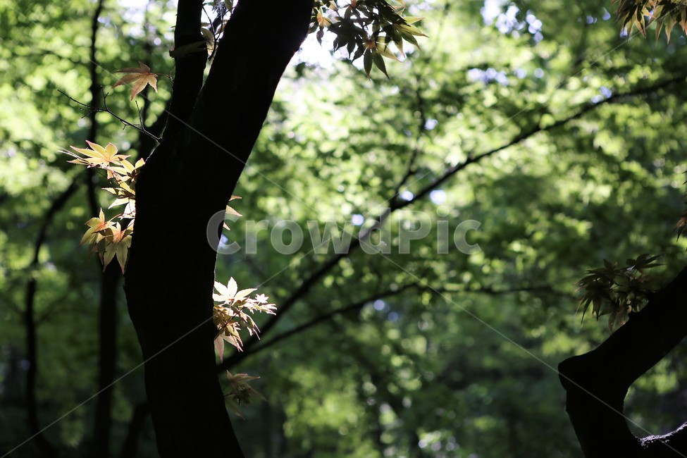자연,nature,빛,봄,초록,오후,sunshine,green,afternoon,tree,나무,단풍나무,식물,자연,plants,nature,나무,trees,wood