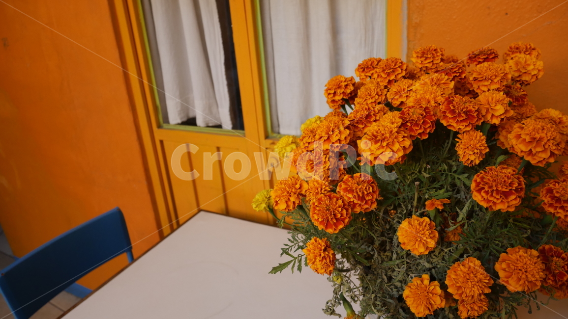 plant,식물,blossom,flower,꽃,금잔화,테이블,탁상,의자,식탁,화분,노란색,노란,멕시코