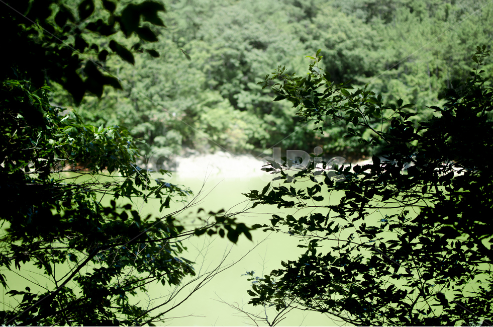 호수,풍경,초록,자연,산,나무,자연,풍경,nature,landscape,tree,plant,식물