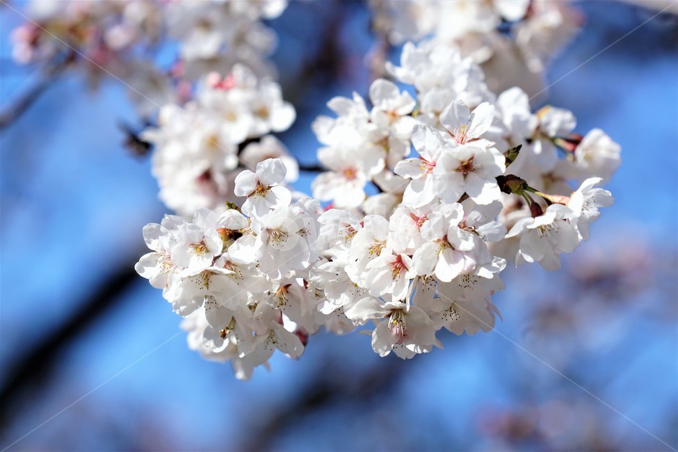 봄,벚꽃,자연,식물,나무,아름다움,봄날,따뜻함,spring,nature,season,beauty,flower,tree,봄,계절,spring,season,꽃,flower,plant,blossom