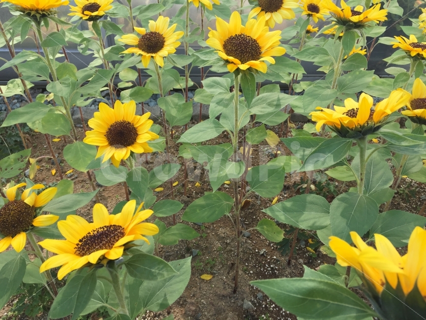 sunlight,warmth,flower garden,sunflower,flower