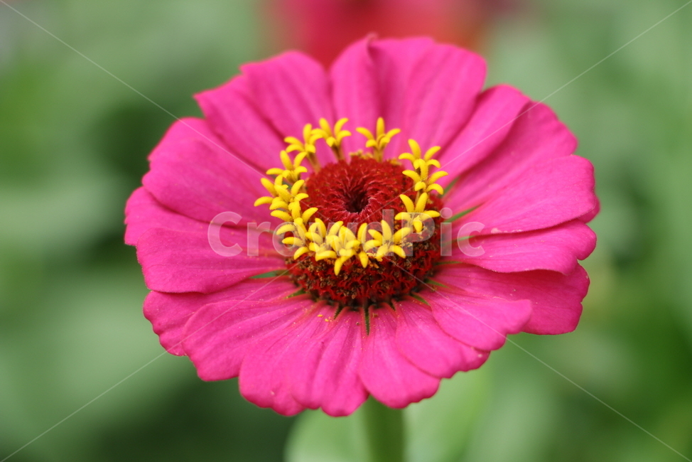 plant,식물,꽃,자연,flower,식물,자연,plants,nature,꽃,flower